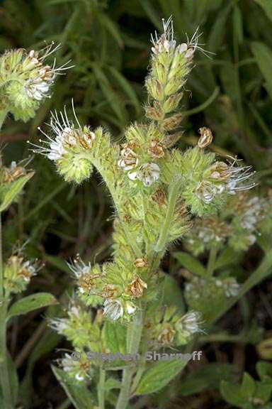 phacelia mutabilis 10 graphic